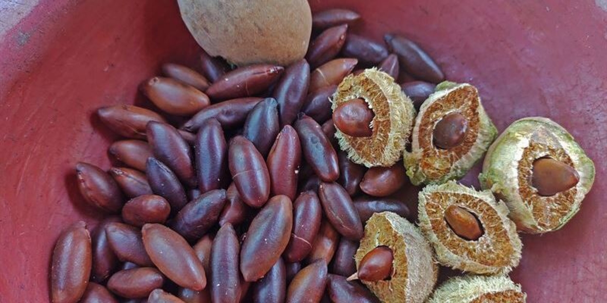 Schon mal von der Barunuss gehört?