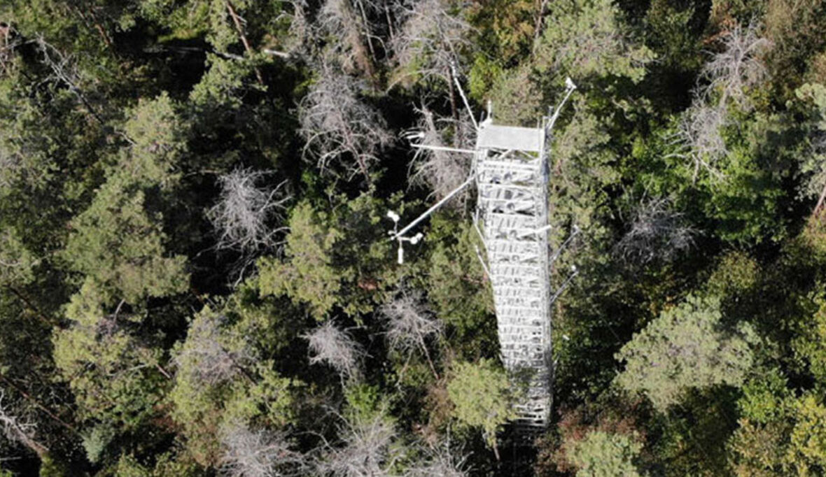 Dürrejahre machen Kiefernwald zur CO2-Quelle