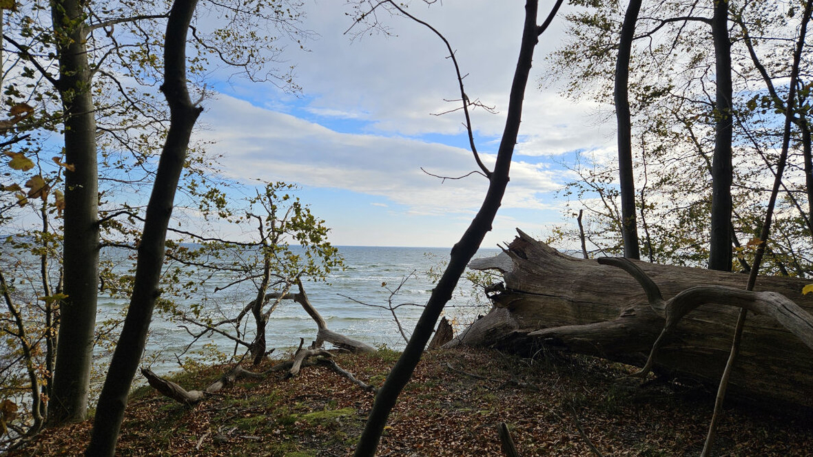 Wildnis auf der Ostseeinsel Vilm