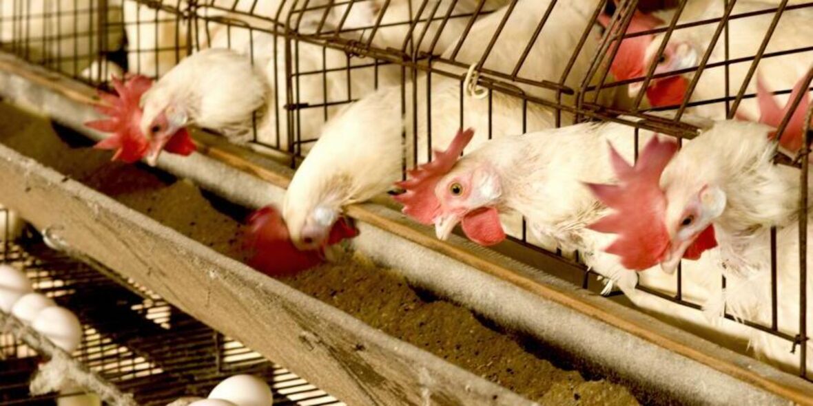 Ostern 2026: Was Sie jetzt über Eier wissen sollten