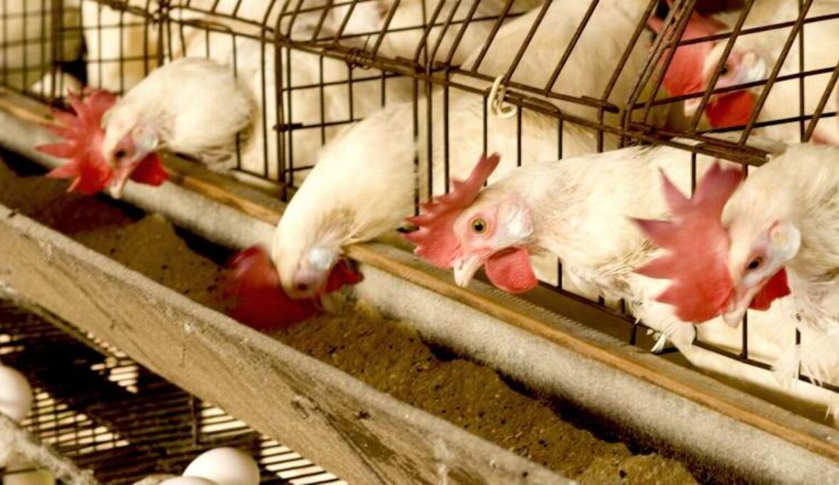 Ostern 2026: Was Sie jetzt über Eier wissen sollten