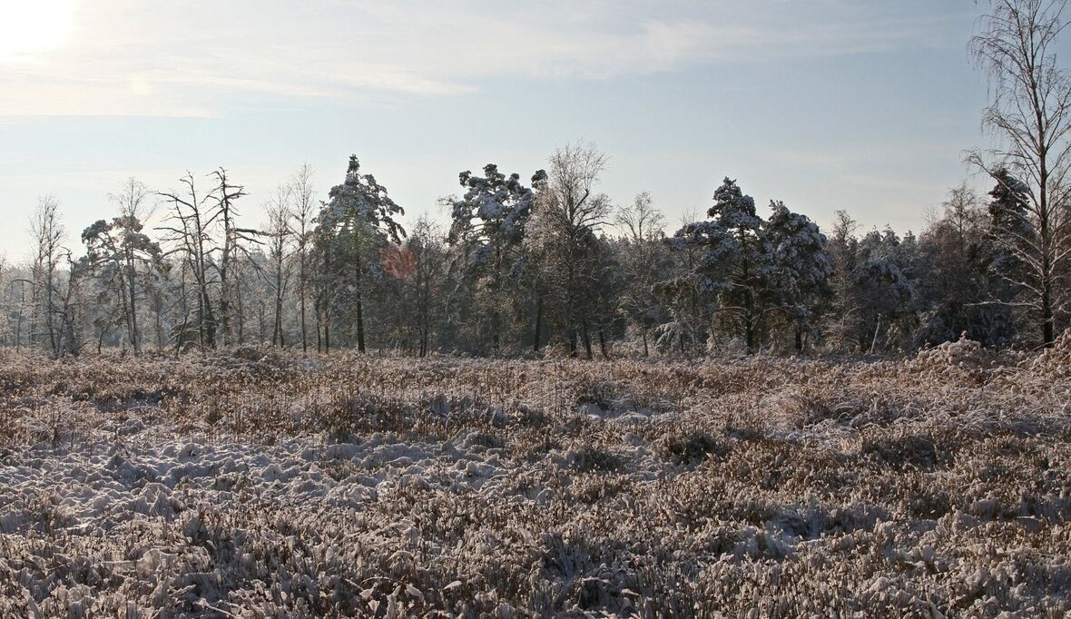 Viel los beim Moos: Deshalb ist der Winter für Moore eine besonders wichtige Zeit
