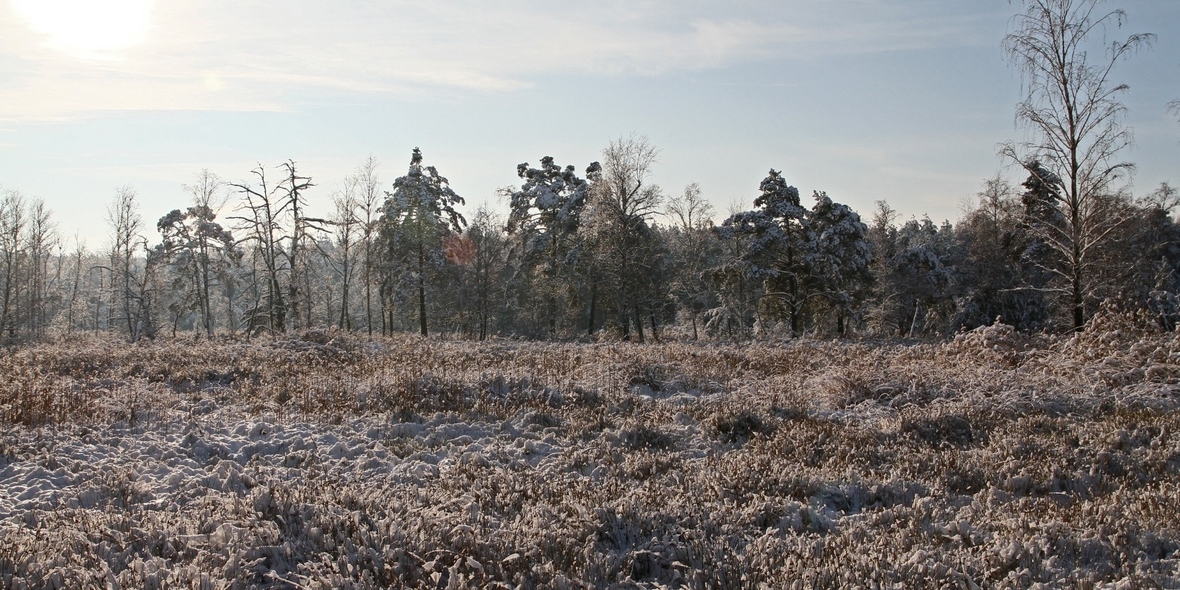Viel los beim Moos: Deshalb ist der Winter für Moore eine besonders wichtige Zeit