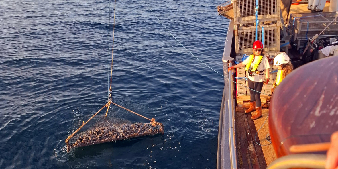 Renaturierungsprogramm im Herzen der Nordsee gestartet