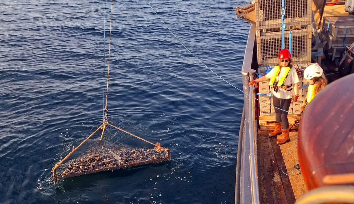 Renaturierungsprogramm im Herzen der Nordsee gestartet