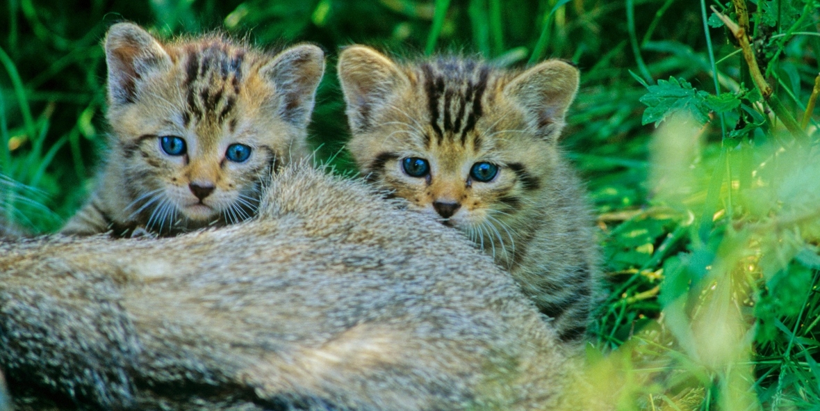 Bitte nicht anfassen! Wildkätzchen im Wald lassen