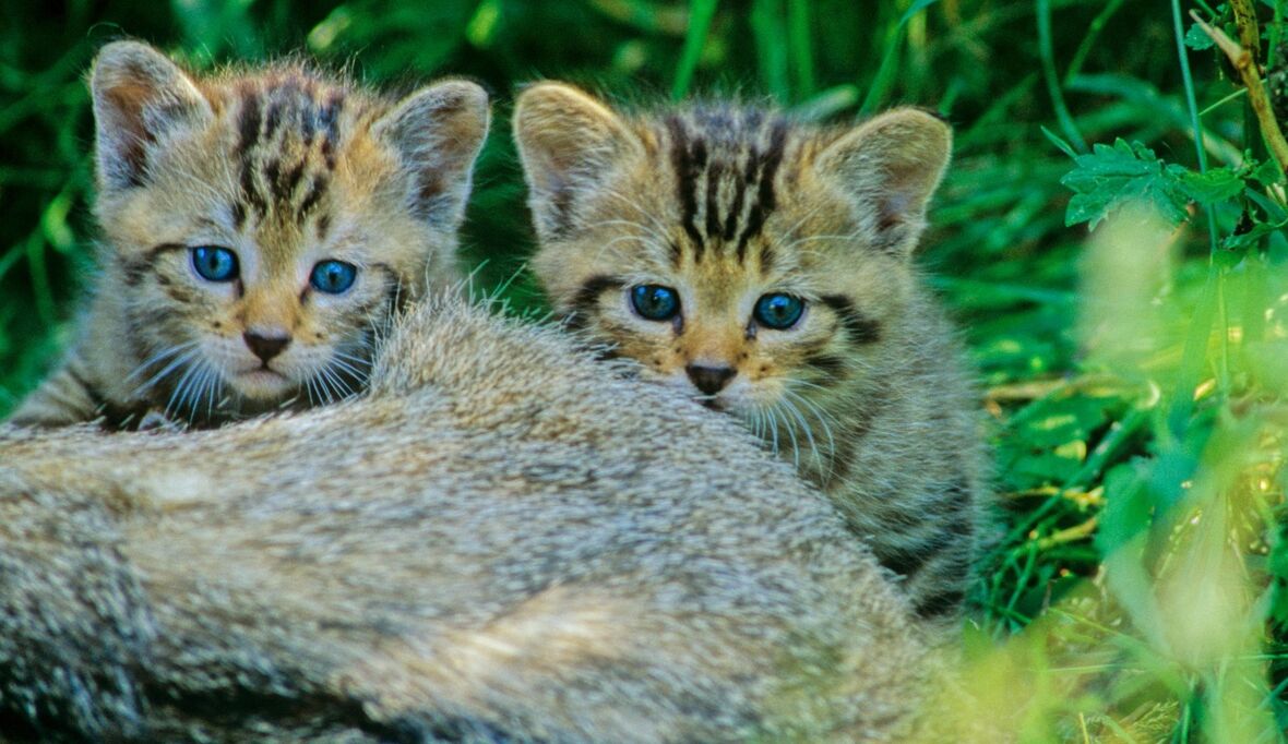 Bitte nicht anfassen! Wildkätzchen im Wald lassen