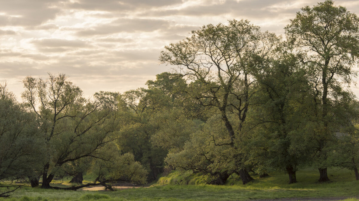 BUND Auen Wildnis Elbe