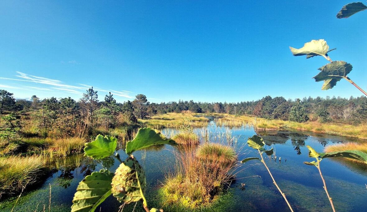 Naturräume mit Tonaufnahmen erfassen