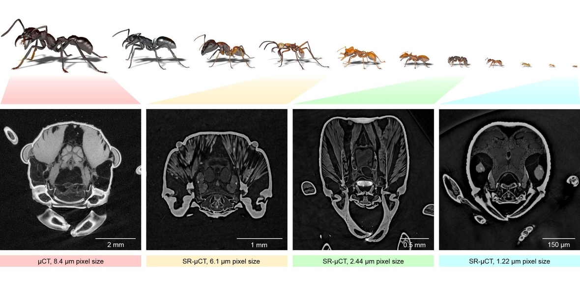 Digitalisierung: Antscan erschließt die faszinierende Vielfalt der Ameisen