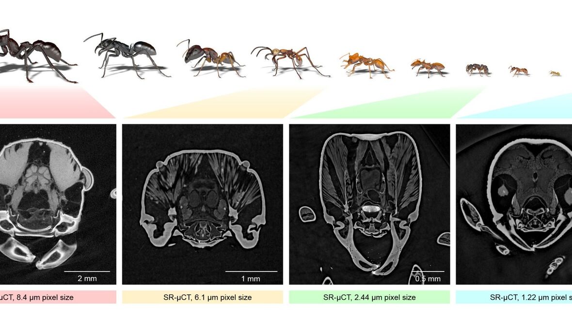 Digitalisierung: Antscan erschließt die faszinierende Vielfalt der Ameisen