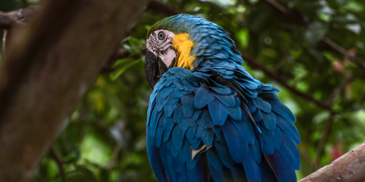 In Panama entsteht ein neuer Wald