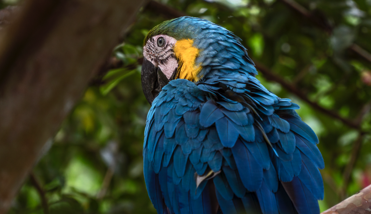 In Panama entsteht ein neuer Wald