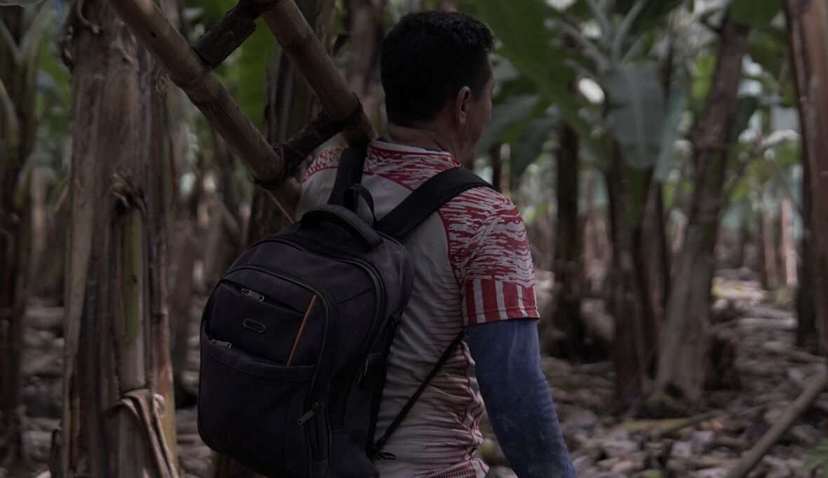 Gerechte Löhne auf Bananenplantagen: Edeka ist Schlusslicht