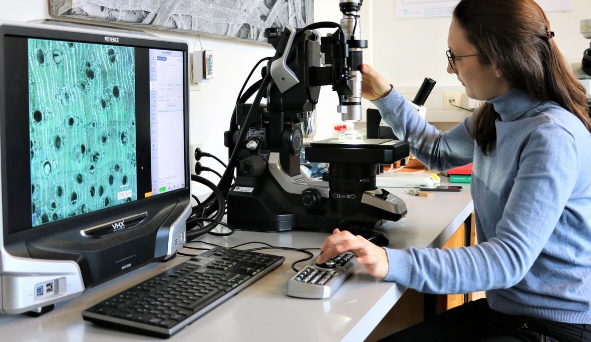 Neuer „Holzkohle-Atlas“ unterstützt bei der Umsetzung der EU-Entwaldungsverordnung