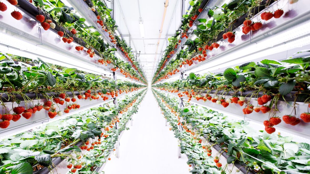 Sustainability Through Vertical Farming. 