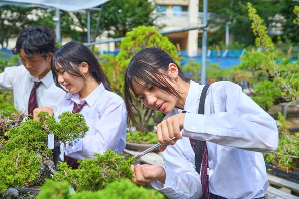 Tokyo Students Find Meaning Through Bonsai