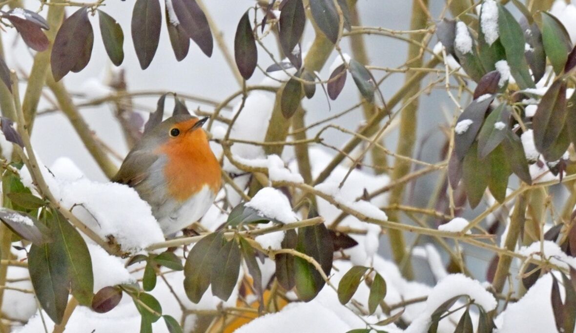 Warum Sie Ihre Hecke gerade im Februar schneiden sollten
