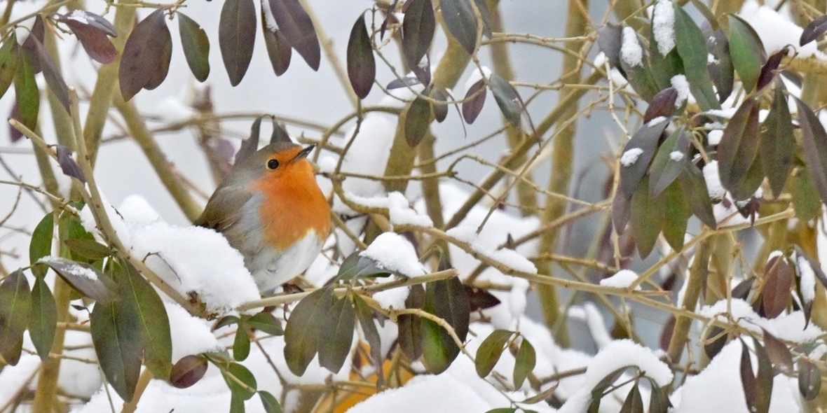 Warum Sie Ihre Hecke gerade im Februar schneiden sollten
