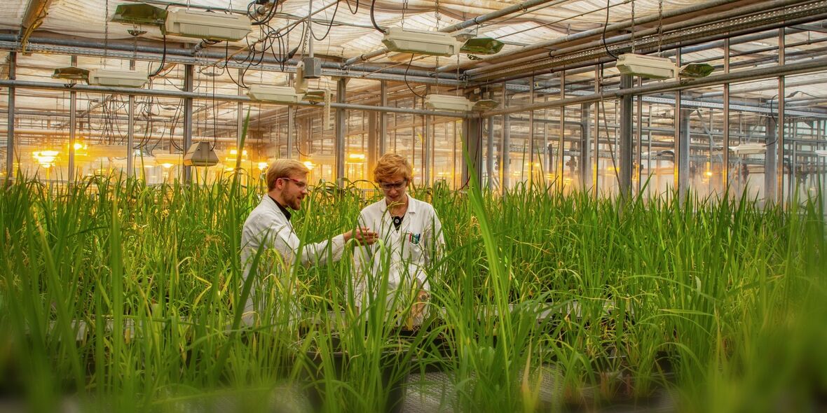 Welternährung: Parasitenangriff auf Reis entschlüsselt