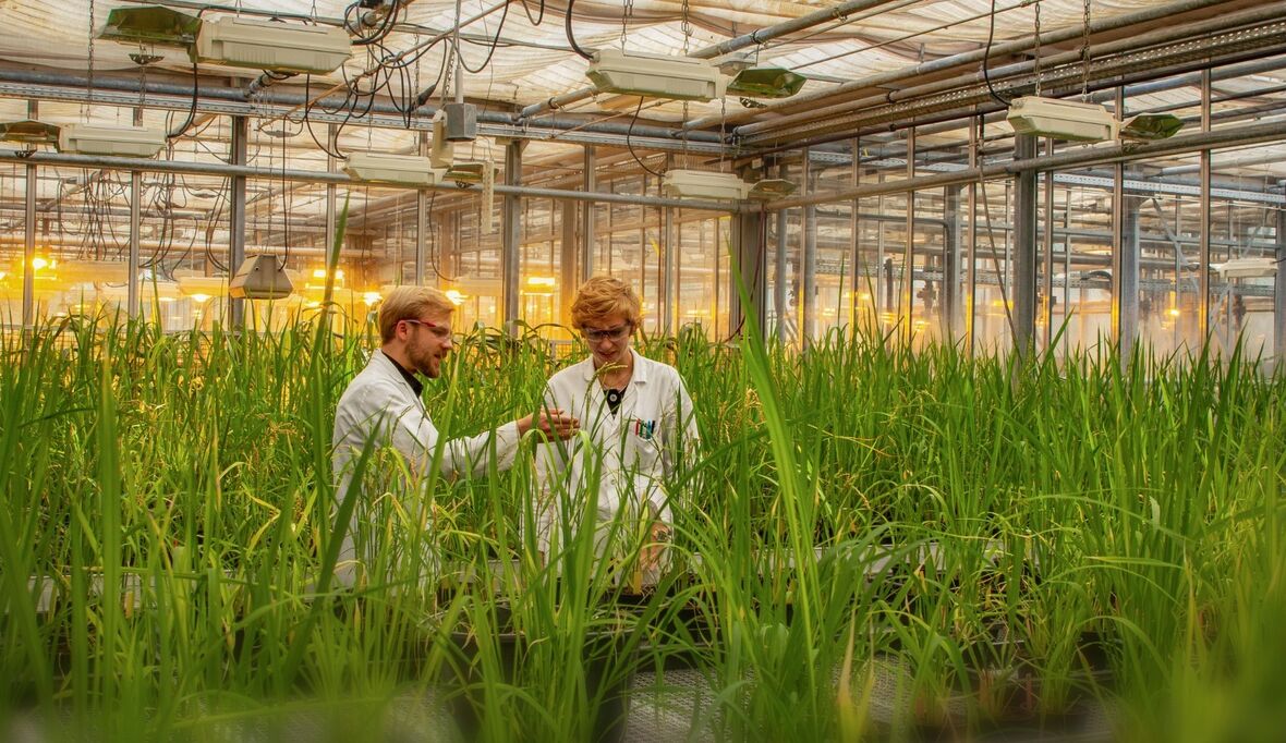 Welternährung: Parasitenangriff auf Reis entschlüsselt