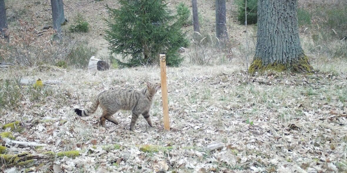 Kleine Sensation im Barnim: HNEE weist erstmals genetisch reine Wildkatzen nach
