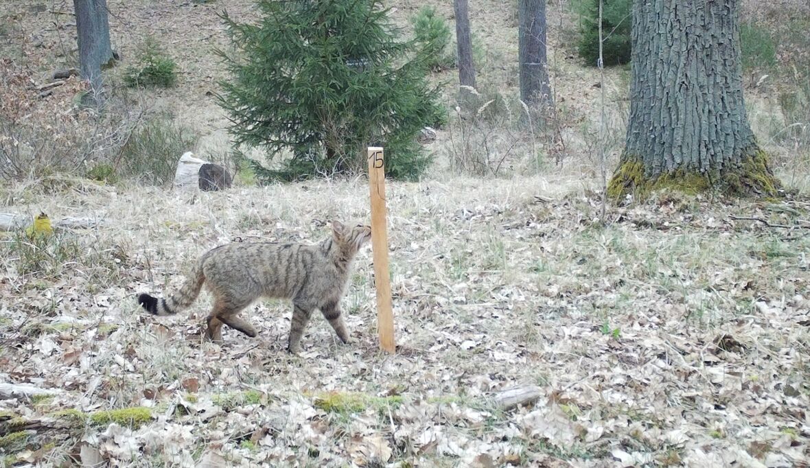 Kleine Sensation im Barnim: HNEE weist erstmals genetisch reine Wildkatzen nach