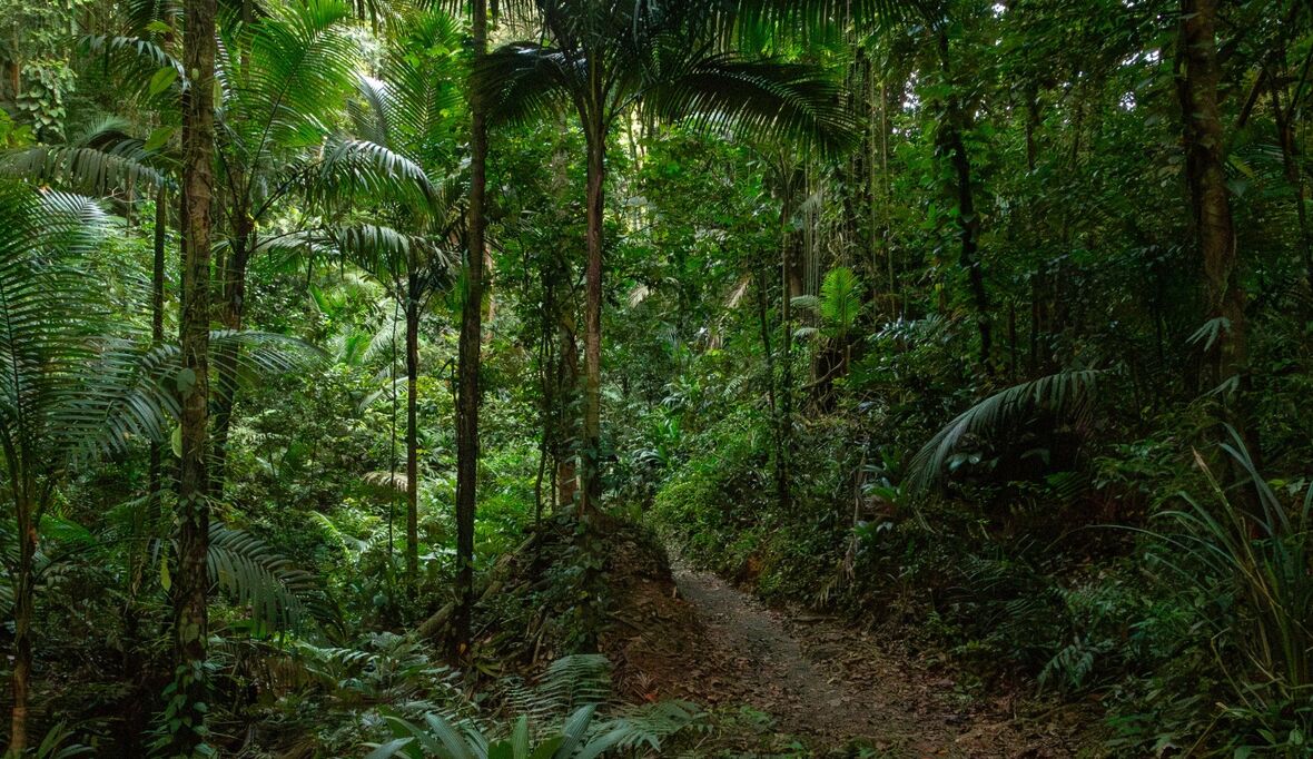 Der Regen, der die Zukunft sicherte: Wie Tobago vor 250 Jahren den Naturschutz prägte