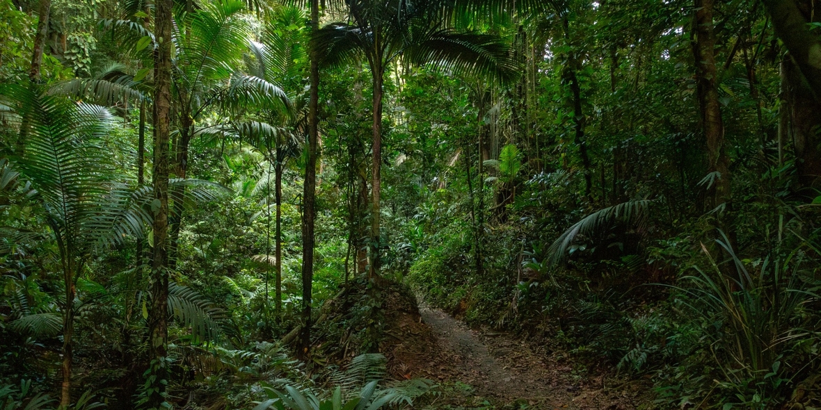 Der Regen, der die Zukunft sicherte: Wie Tobago vor 250 Jahren den Naturschutz prägte