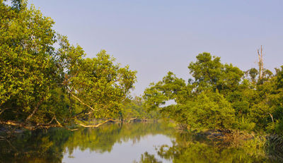 ALDI SÜD forstet Mangrovenwälder in Indien und Costa Rica auf