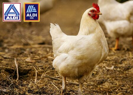 ALDI Nord und ALDI SÜD haben eine weitreichende Entscheidung zur Verbesserung des Tierwohls getroffen. ALDI bekennt sich als erster großer Lebensmittelhändler in Deutschland dazu, die Europäische Masthuhn-Initiative zu unterstützen, um die Haltungsbedingungen von Masthühnern deutlich zu verbessern.