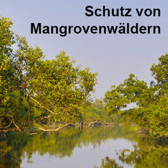 Blickpunkt Aldi Mangrovenwälder