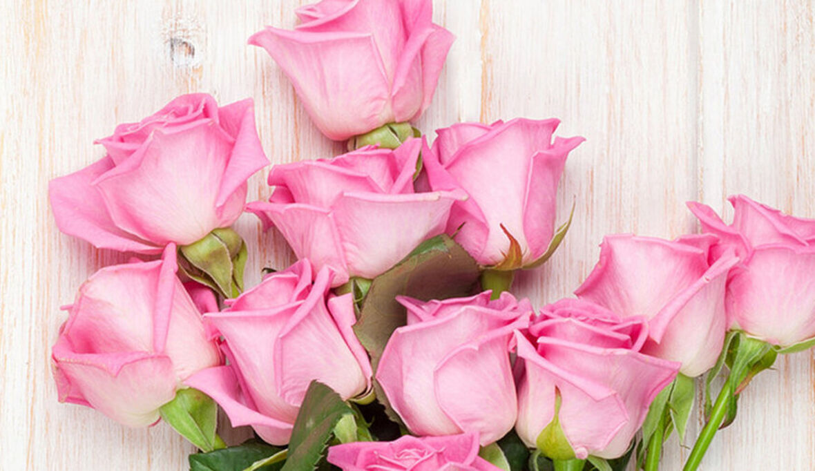 Fairtrade-Rosen in allen ALDI SÜD Filialen erhältlich