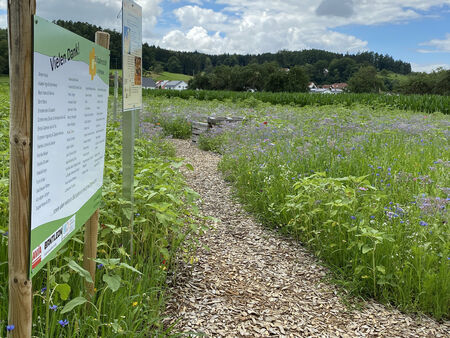 Bantleon organisiert Blühwiesen
