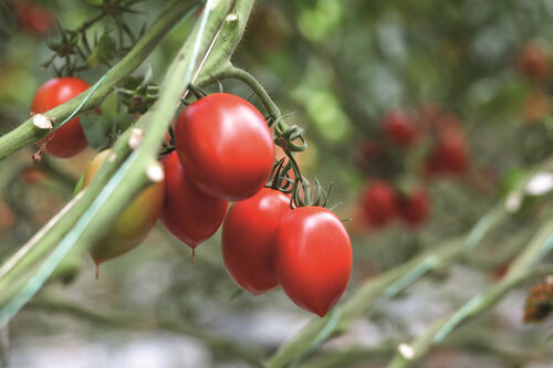 Tomaten Tomatenstrauch Bayer AG