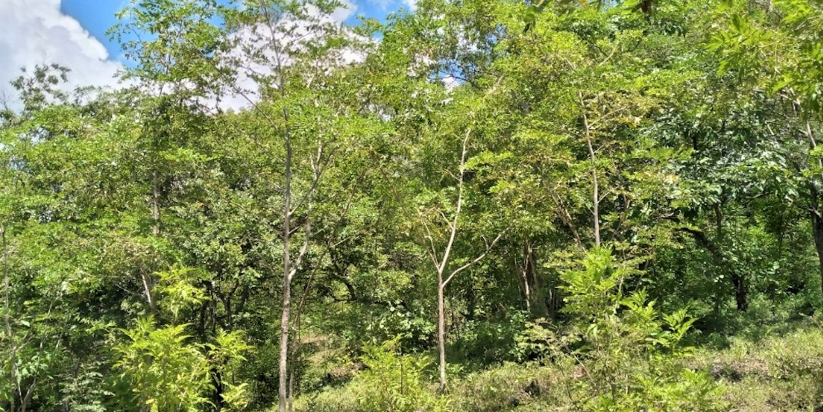 KAISER+KRAFT forstet auf: ein neuer Wald für Nicaragua 