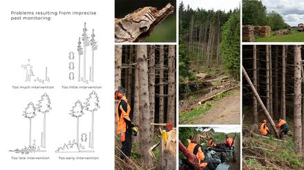 Kernprobleme, die durch Feldforschung im Bayerischen Wald analysiert wurden.