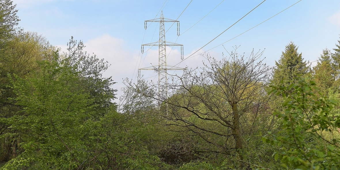 Wie kann ein Energieunternehmen zur biologischen Vielfalt beitragen?