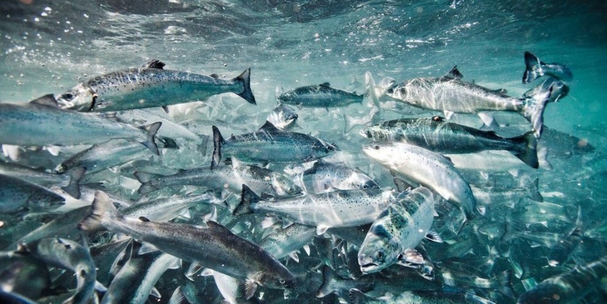 Lachszucht: Evonik erhält Zulassung für Mittel gegen Seeläuse