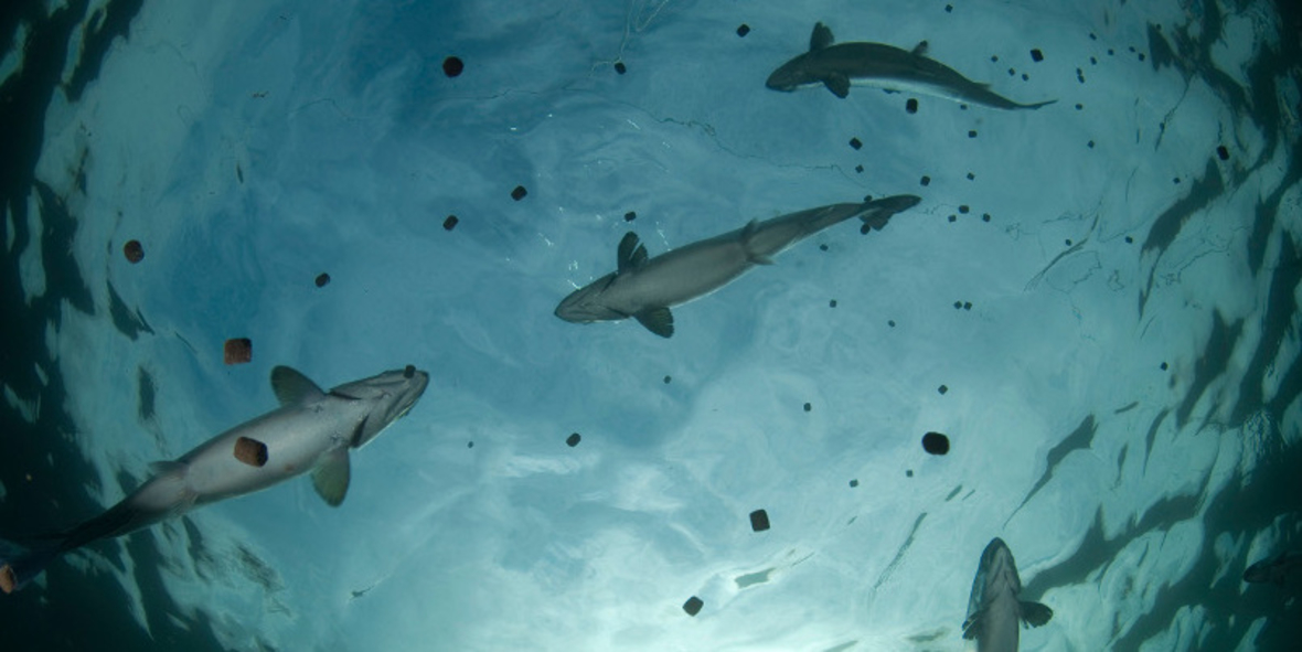 Evonik bringt neuen Service für die Aquakultur auf den Markt