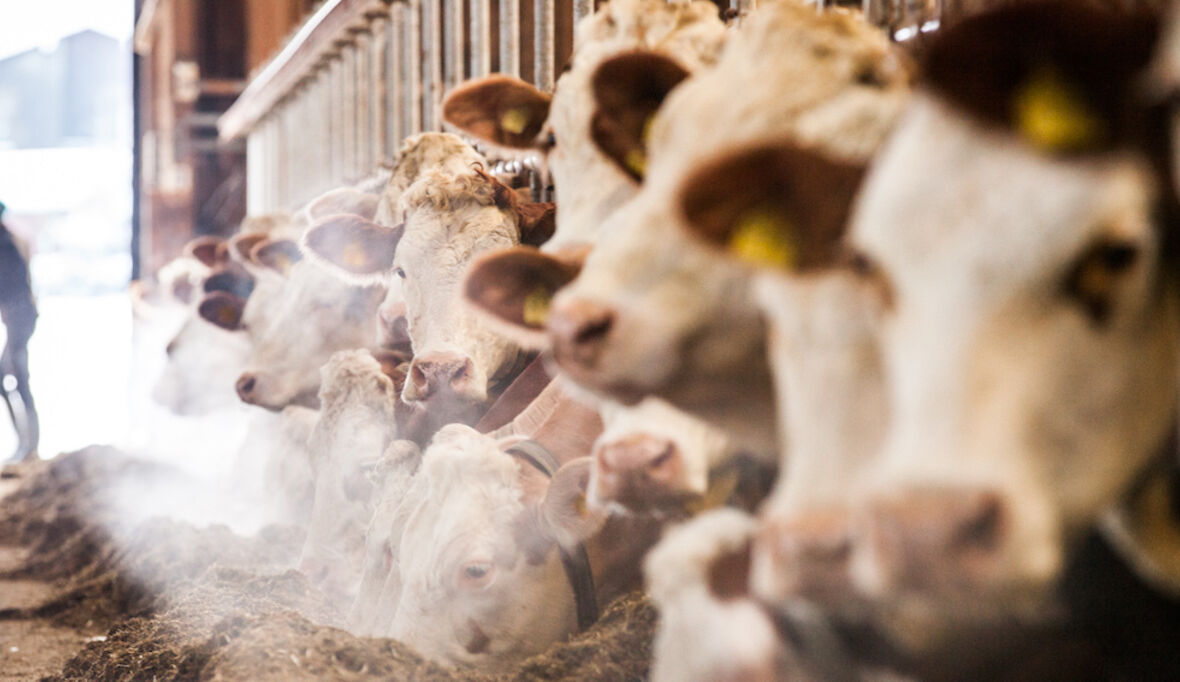 Förderung nachhaltigerer Rindfleischerzeugung