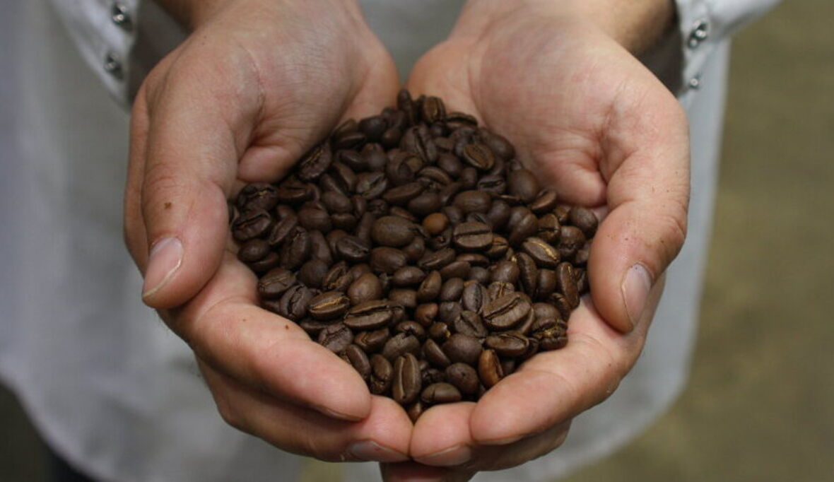 Kaffee: Von der grünen Bohne zum schwarzen Gold