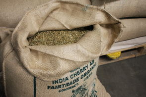 Rohe Kaffeebohnen in einem offenen Jutesack