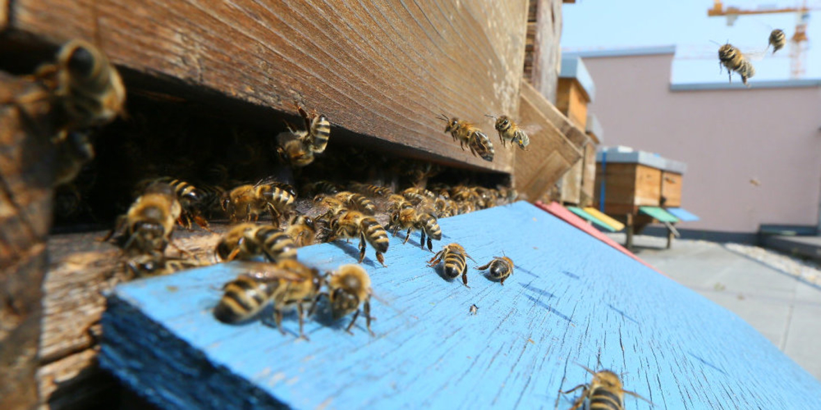 Machen Honigbienen Winterferien?