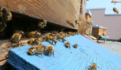 Machen Honigbienen Winterferien?