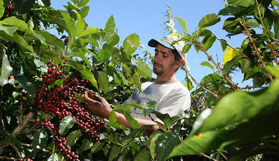 Kaffee als Alternative: Nespresso investiert in Kaffeeanbau