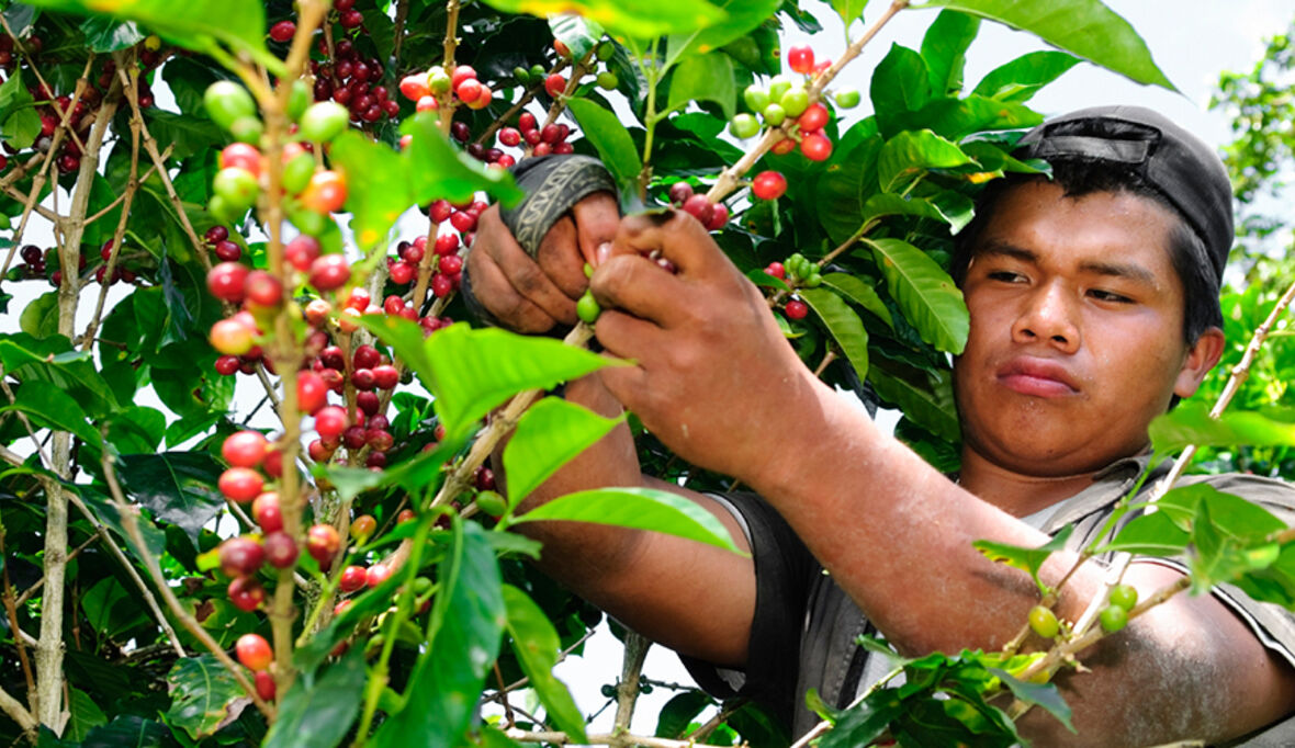 Nespresso: Rainforest Alliance-Siegel auf Kaffee-Verpackungen