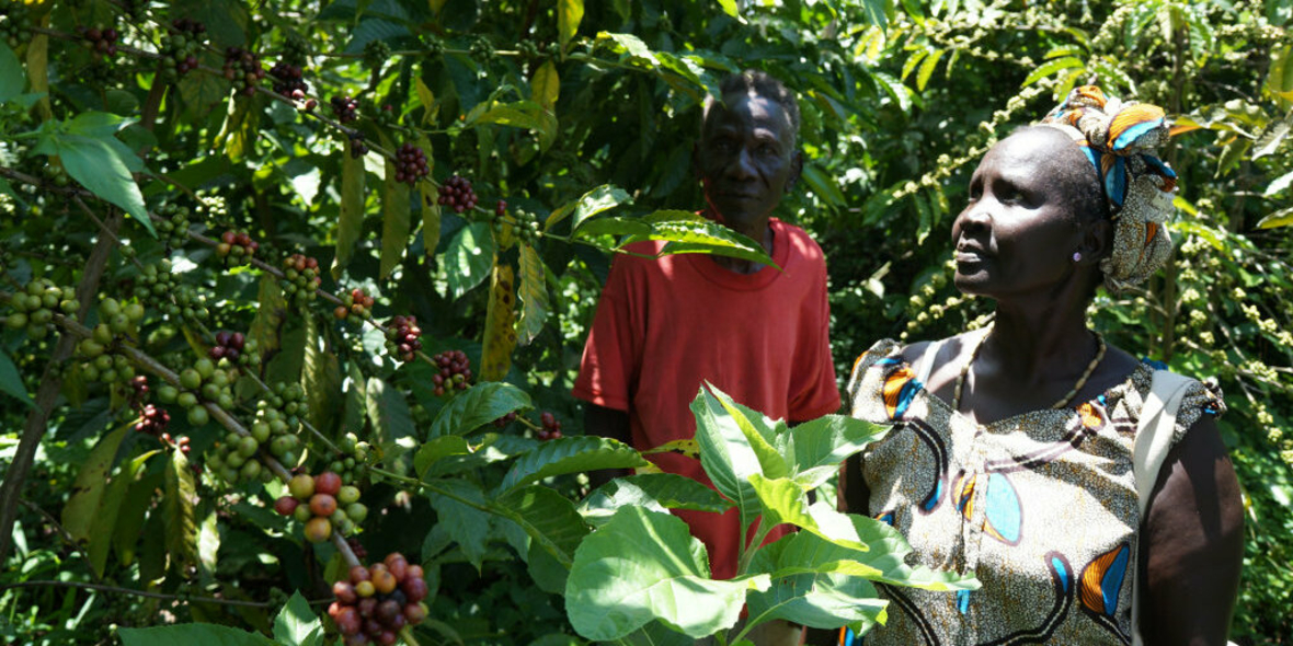 Nespresso stärkt Kaffeeanbaugebiet in Uganda und schafft neue Transparenz