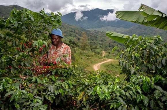 Durch mehr Transparenz soll der nachhaltige Anbau von Kaffee gefördert werden.