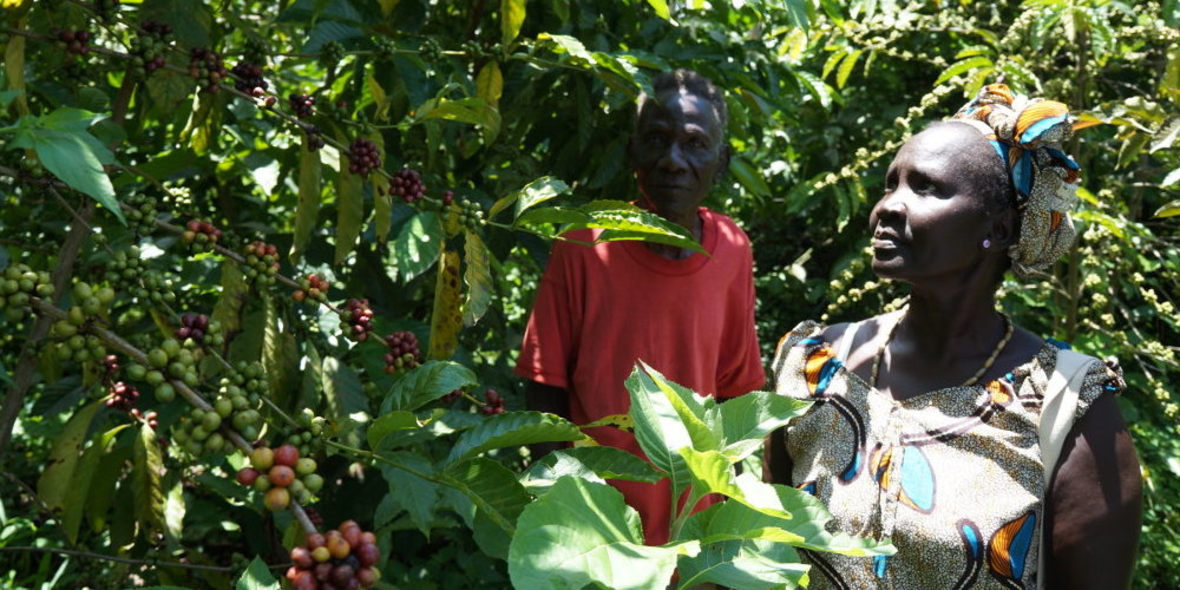 Nescafé Gold Bio: Fairtrade-Herkunft und Bio-Qualität